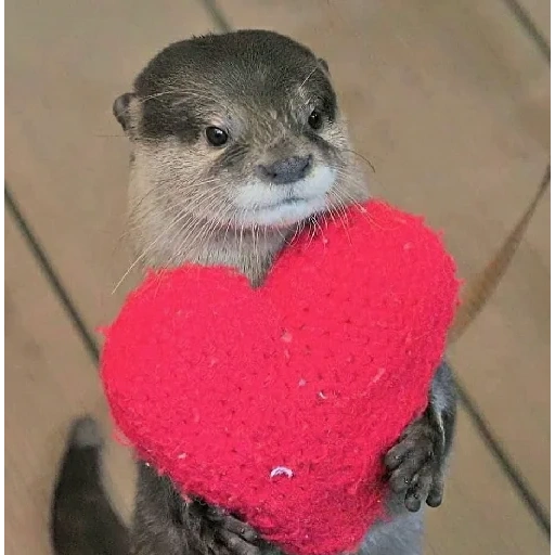 loutre, la loutre est mignonne, animaux mignons, loutre maison, egrer un cœur