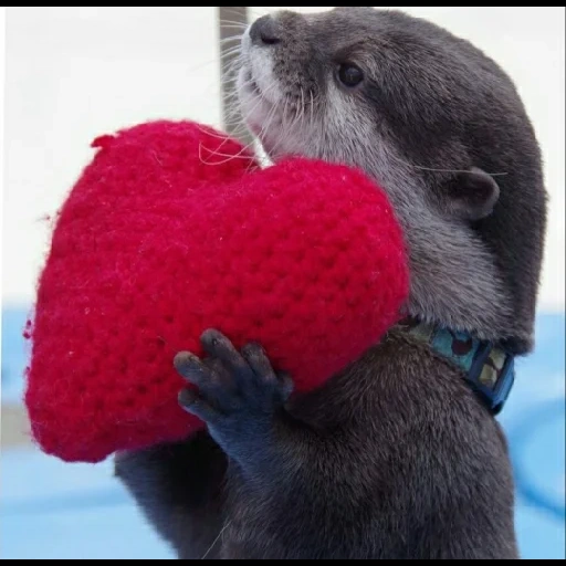 otter, the otter is cute, otter is an animal, homemade otter, funny animals