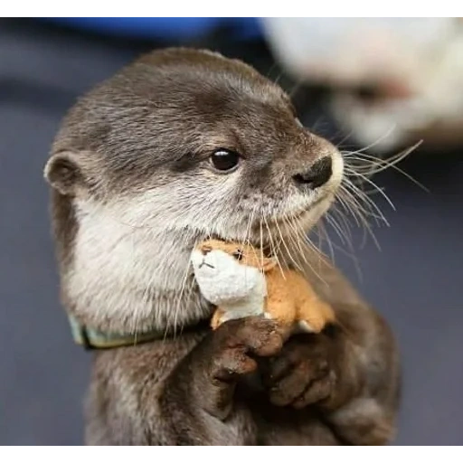 otter, the otter is white, otter cub, otter is an animal, the otter is ordinary