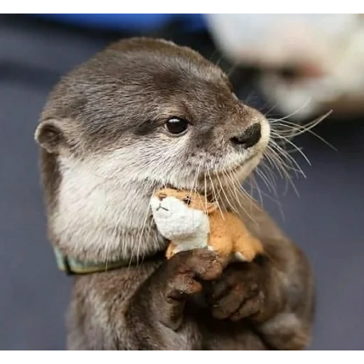 lontra, la lontra è bianca, otter cub, la lontra è un animale, la lontra è ordinaria