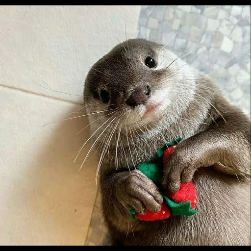 lontra, i cuccioli stanno contrattando, la lontra è un animale, la lacrima è bellissima, la lontra è piccola