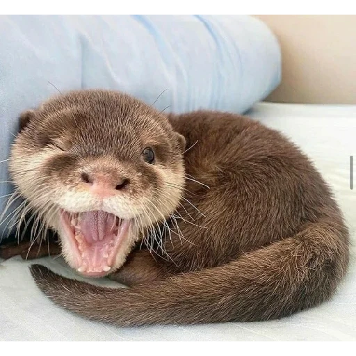 loutre, otter, petite loutre, petite loutre, la rivière est la rivière