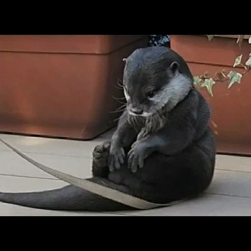 loutre, loutre, animaux, animaux drôles, les animaux sont drôles