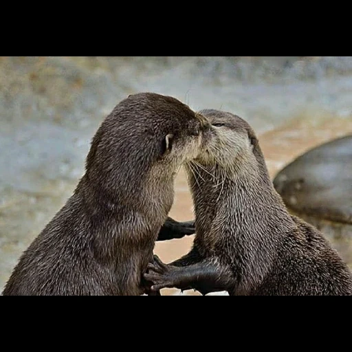 loutre, la loutre est mignonne, les oursons de négociation, l'animal est otter, cumpleños feliz