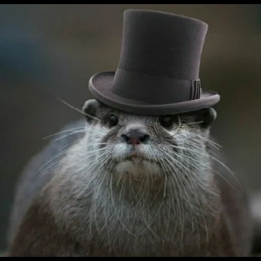 lontra, cappello del castoro, ugot al cappello, cat cat meme, la lontra è un animale