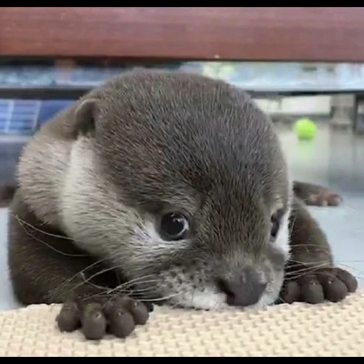 otter, otter cub, homemade otter, the otter is small, homemade is dear