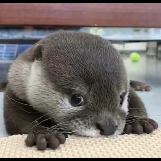 otter, выдра детеныш, выдра домашняя, выдра маленькая, выдра домашняя милая