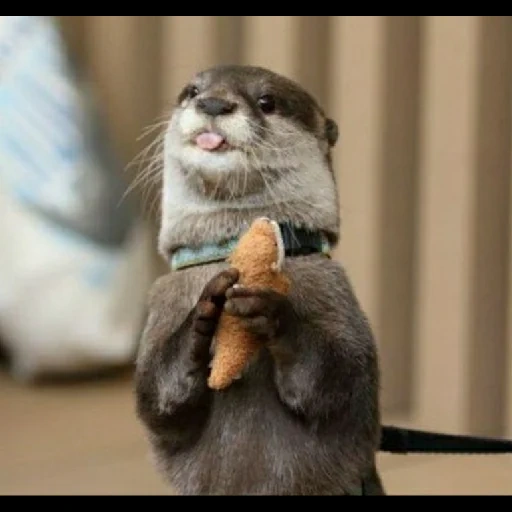 otter, der eji ist lächerlich, otter ist ein tier, hausgemachter otter, home otter