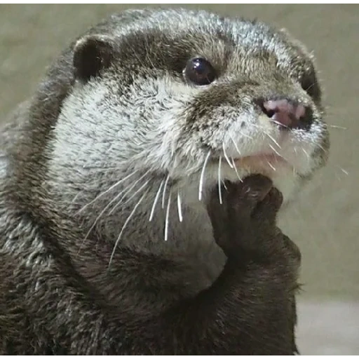 otter, mila otter, süßer otter, otter cub, otter ist ein tier
