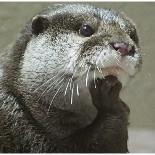 loutre, mila otter, douce loutre, loutre, otter est un animal