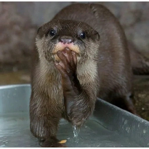otter, otter cub, wasser otter, otter ist ein tier, kleiner otter