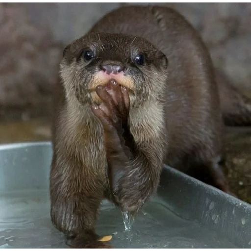 nutria, nutria, nutria de agua, la nutria es un animal, pequeña nutria