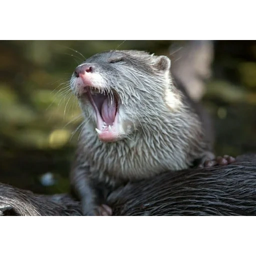 otter, grace harry, schwarzer otter, seeotter, der otter ist gewöhnlich