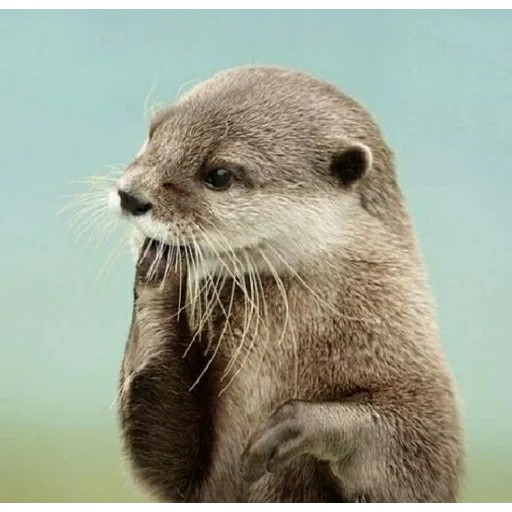 otter, river otter, sea otter, cubs are bargaining, the animal is otter