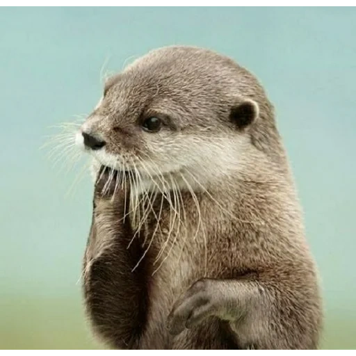 lontra, diver otter, haitang, pequena lontra, animais de lontra