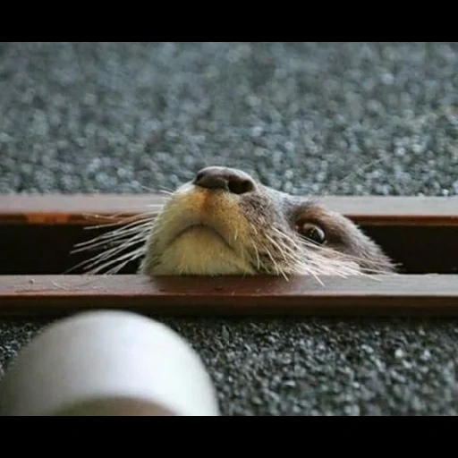 gatto, lontra, animali, leone marino, gli animali sono carini