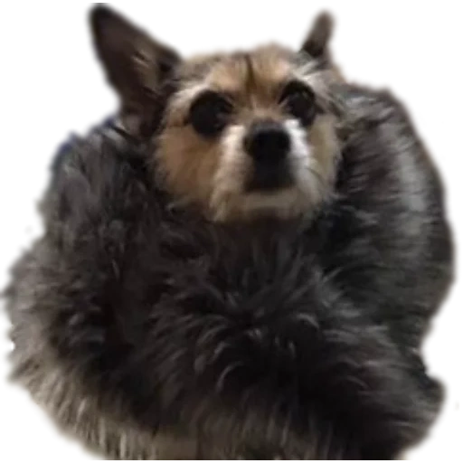 raccoon, dog, schnauzer, raccoon dog, yokshire terrier