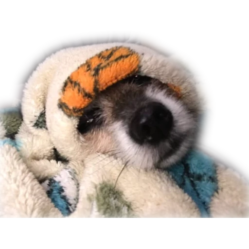 dogs, animals, raccoon hat, fufic toy, cute animals