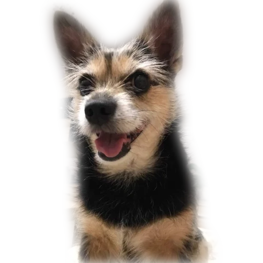 dog, puppy velsh corgi, dog velsh corgi, the breed of the velsh of the corgi, velsh korgi pembrock