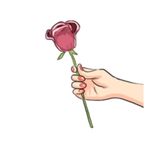 роза руке, розовые розы, держит цветок, рука держит розу, рука держит цветок