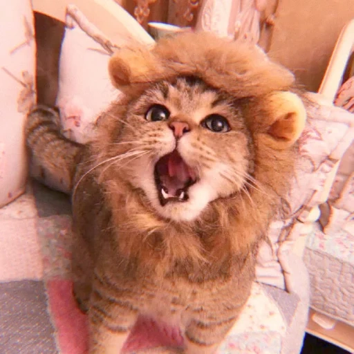 cat and lion, cat and lion, cats are funny, a furry cat, indoor lion
