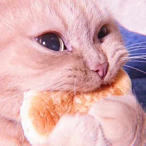 cat, cat, seal, animals are cute, a cat with bread as its teeth