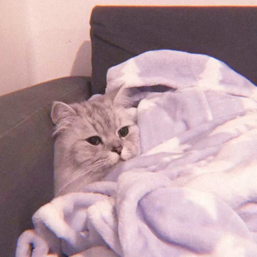 gatto, gatti, gatto, gatto, il gatto è una coperta