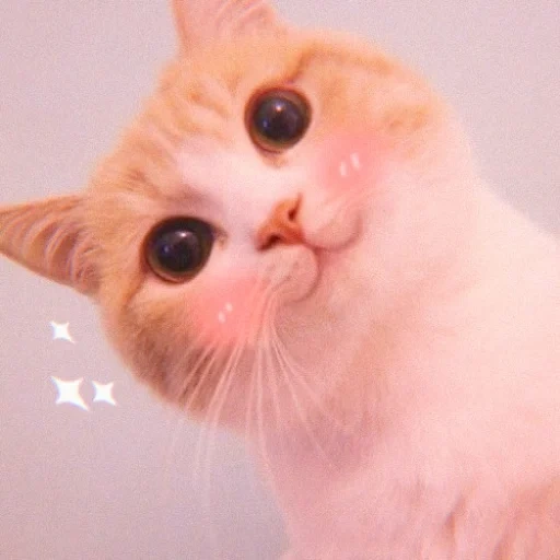 gatto, gatti carini, gatti carini, il gatto è guance rosa, gatti carini con guance rosa