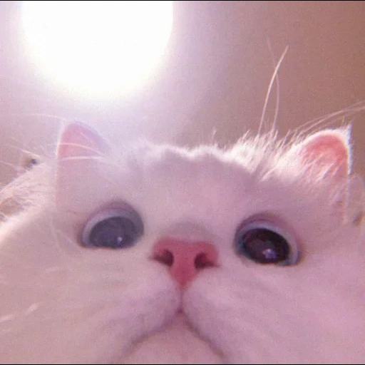 кот, милые котики, белый котик мем, самый милый котик, кот розовыми щеками