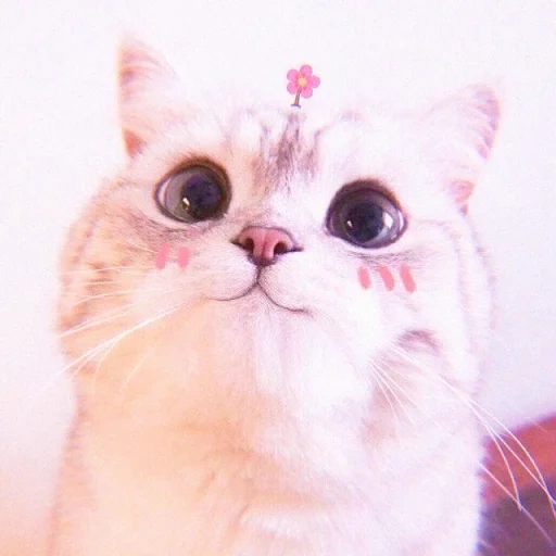 lindo gato, lindo sello, pequeño sello, lindo gato es divertido, estética de gato lindo