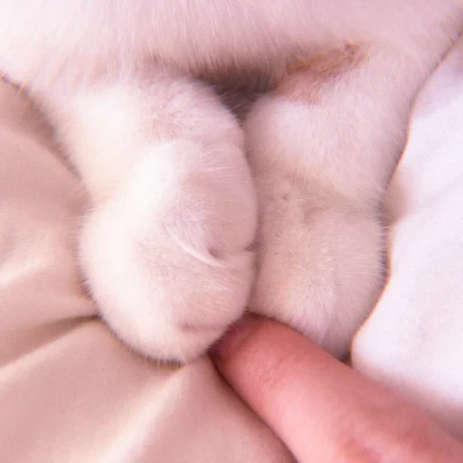 cat's paw, soft feet, furry feet, aesthetics of plush white cat