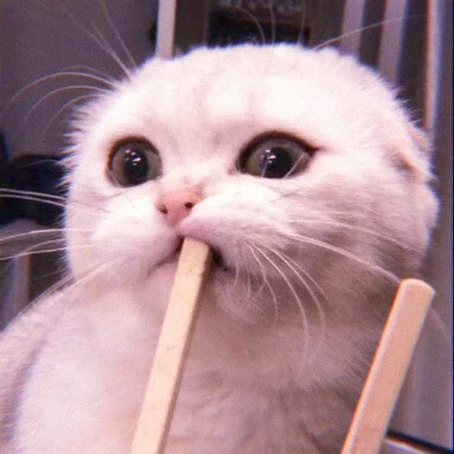 kucing, kucing, kucing dengan tongkat, kucing lucu, kucing lucu itu lucu