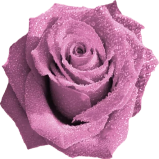 роза роза, розовые розы, роза сиреневая, роза пинк фиолетовая, роза одноголовая сиреневая