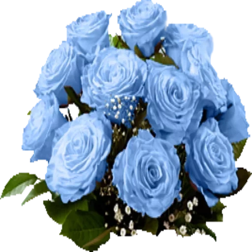 голубая роза, букет синих роз, синие розы букет, букет голубых роз, бело голубые цветы