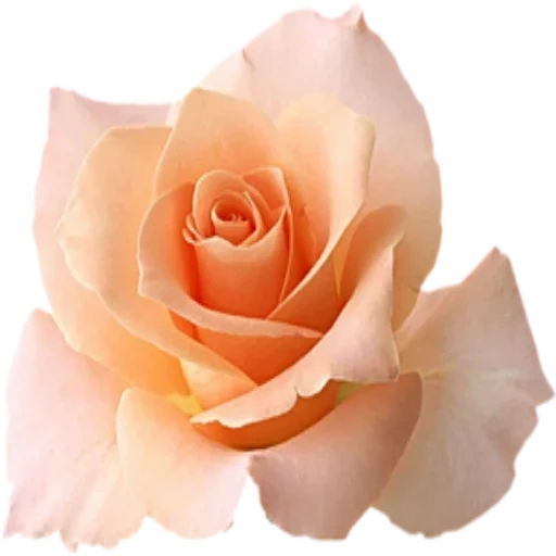 чайная роза, кремовые розы, роза белом фоне, персиковые розы, роза одноголовая персиковая