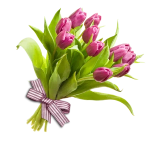 тюльпаны букет, тюльпаны белом фоне, цветы тюльпаны букет, букет розовых тюльпанов, фиолетовые тюльпаны букет