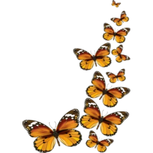 бабочки, бабочка монарх, бабочка клипарт, бабочка бабочка, наклейки бабочки
