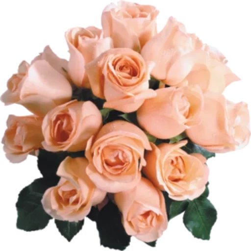 кремовая роза, розы персиковые, чайная роза букет, чайные розы букет, красивые цветы розы букеты