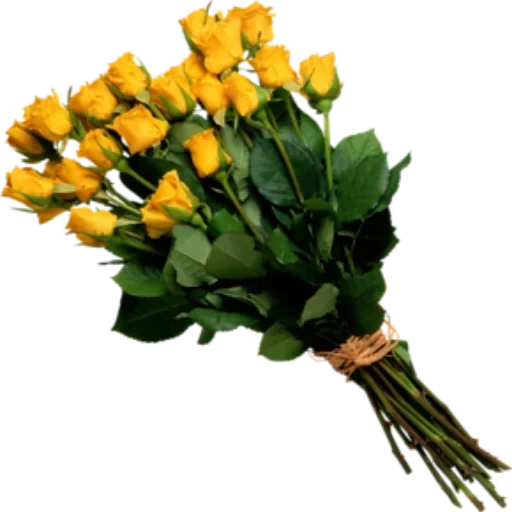 желтые розы, букет фотошопа, букет желтых роз, желтые розы букет, цветы желтые розы
