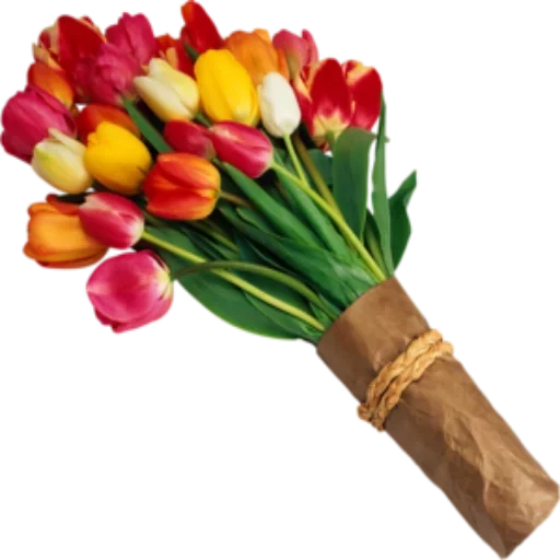 тюльпаны, букет тюльпанов, цветы без фона букет, цветы тюльпаны букет, букет цветов тюльпаны