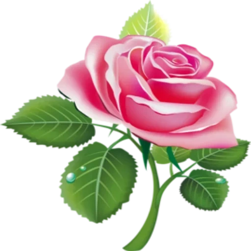 роза цветок, розы розовые, розы открытки, цветы векторные, мультяшная роза белом фоне
