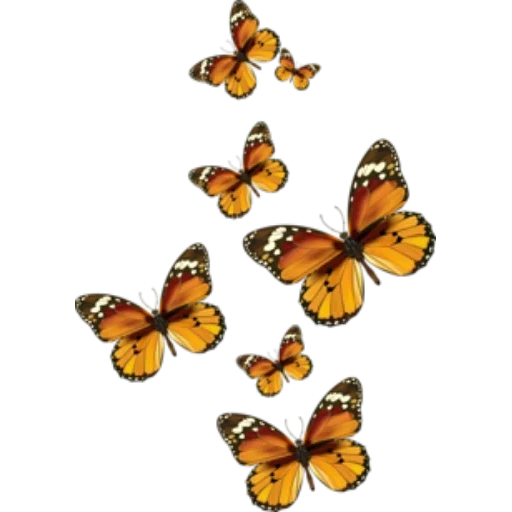 бабочка, фон бабочки, бабочка монарх, на прозрачном фоне, бабочка прозрачном фоне