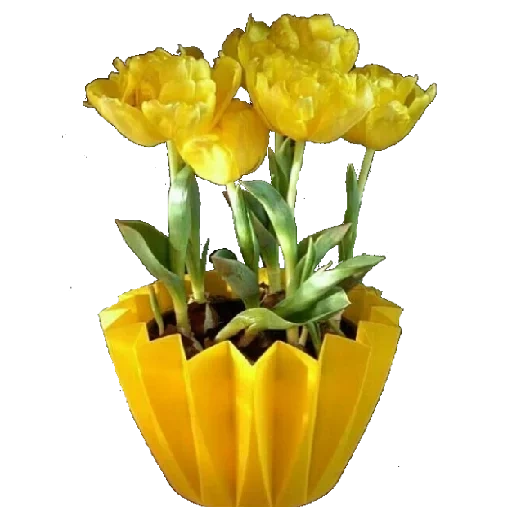 жёлтые тюльпаны, цвета тюльпанов, тюльпаны нарциссы, горшечные тюльпаны, цветы желтые тюльпаны