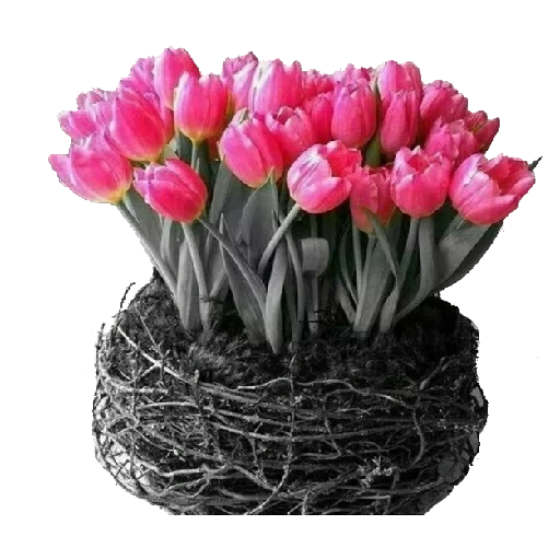 цветы тюльпаны, букет тюльпанов, розовые тюльпаны, тюльпаны настроения, красивые цветы букеты
