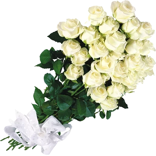 белые розы, букет белых роз, цветы белые розы, букет белых цветов, открытки белыми розами