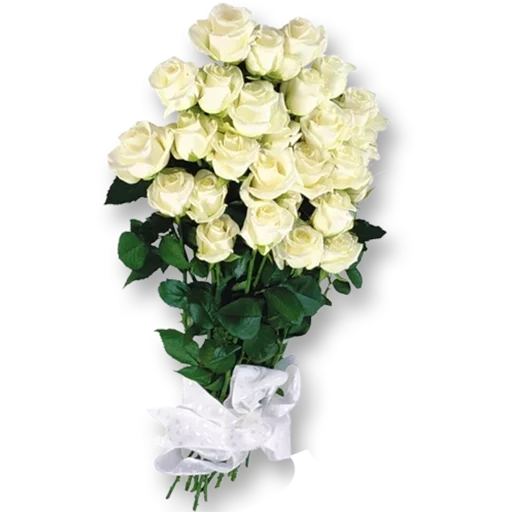розы белые, роза аваланж, букет белых роз, цветы белые розы, белые розы открытки