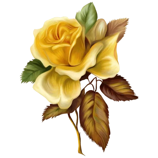 роза желтая, цветы иллюстрация, цветочный рисунок, винтажные жёлтые цветы, винтажные цветы прозрачном фоне