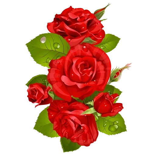 цветы, алые розы, красные розы, клипарт розы, розы прозрачном фоне
