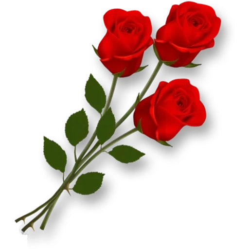 цветы розы, розы красные, роза клипарт, розы прозрачном фоне, на прозрачном фоне цветы