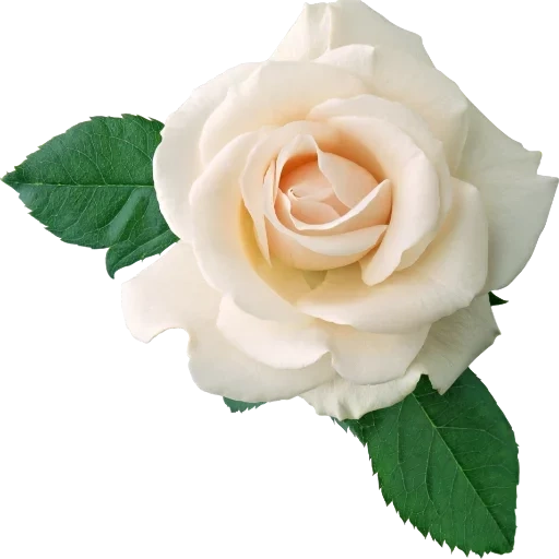 роза вайт, белые розы, роза белая роза, белые розы прозрачном фоне, белая роза пенопласта прозрачном фоне